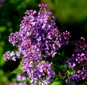 'Syringa' Scentara Pura® Hyacinthiflora Lilac