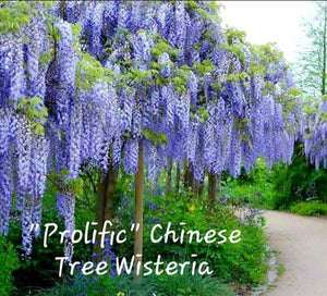 'Wisteria' Prolific Chinese Tree Wisteria