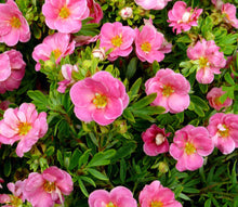 Load image into Gallery viewer, &#39;Potentilla&#39; Happy Face® Pink Paradise
