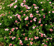 Load image into Gallery viewer, &#39;Potentilla&#39; Happy Face® Pink Paradise

