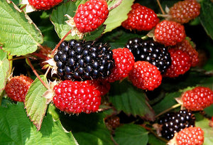 'Rubus' Twilight Thornless Blackberry