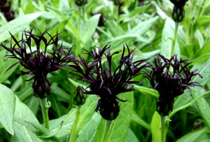 'Centaurea' Black Sprite Cornflower