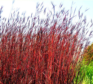 'Andropogon' Red October Big Bluestem Grass