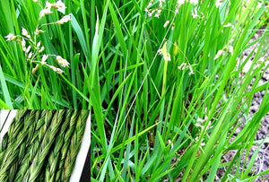 'Hierochloe' Sweetgrass