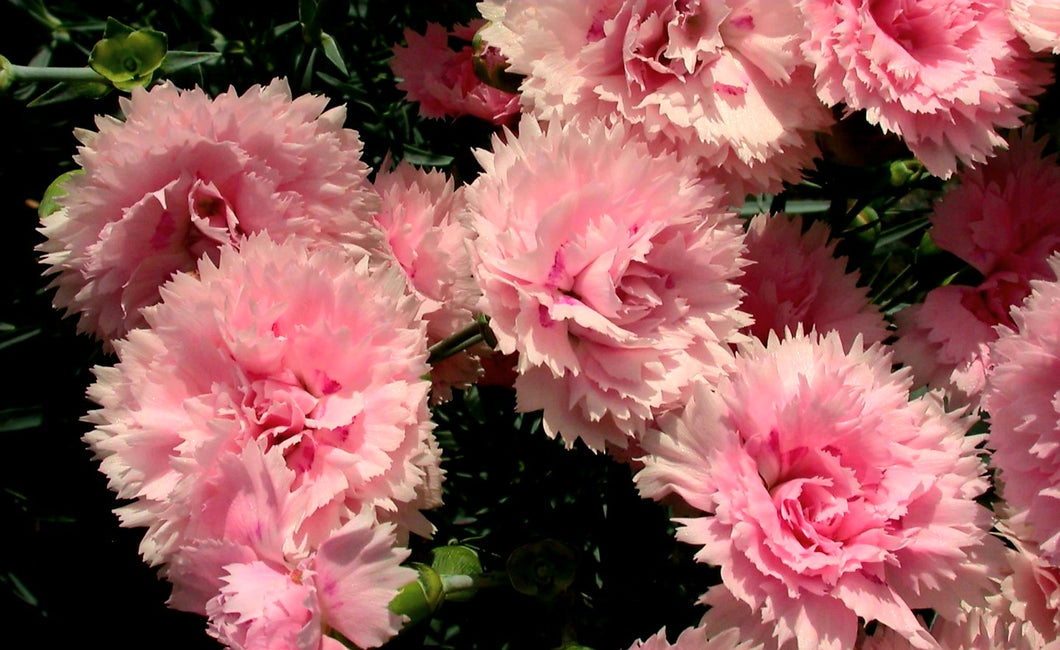'Dianthus' Candy Floss, Scent First® Series
