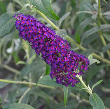 Load image into Gallery viewer, &#39;Buddleia&#39; Dark Dynasty Butterfly Bush
