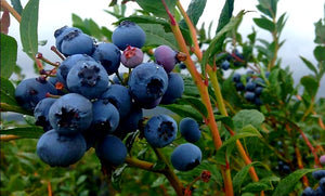 'Vaccinium' Polaris Blueberry