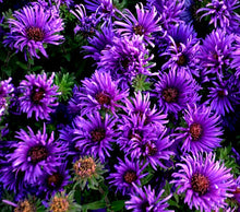 Load image into Gallery viewer, &#39;Aster&#39; Grape Crush

