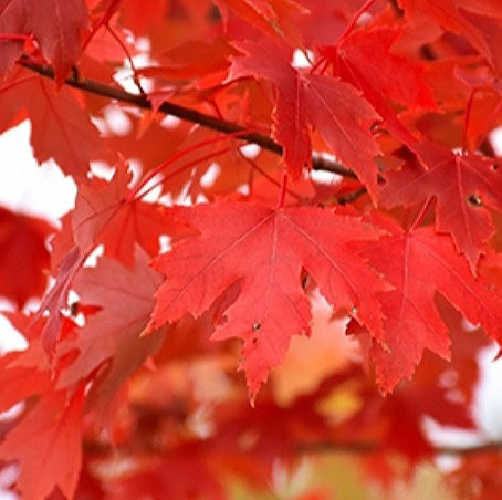 'Acer' Autumn Fantasy Maple Tree