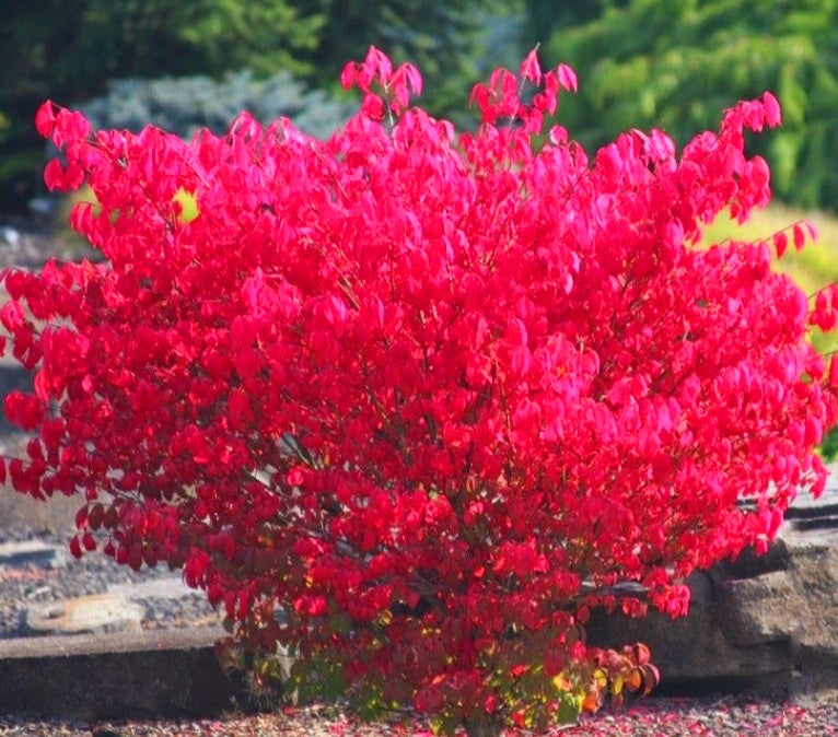 'Euonymus' Little Moses Burning