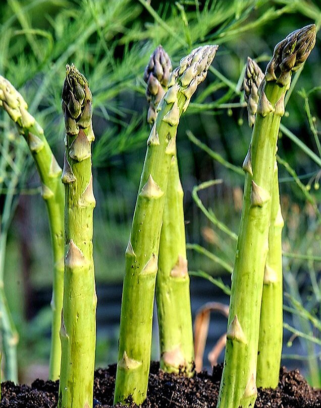 'Asparagus' Millennium, Variable Mature Crowns