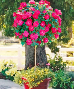 'Rosa' Double Pink Knock Out® Rose Tree