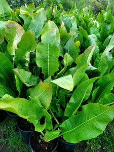 'Armoracia Rusticana' Horseradish Plant