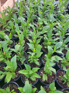 'Echinacea' Supreme™ Cantaloupe Coneflower