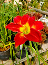 Load image into Gallery viewer, &#39;Hemerocallis&#39; Red Hot Returns Daylily (Specialty)
