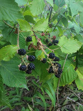 Load image into Gallery viewer, &#39;Rubus&#39; Wild Blackberry
