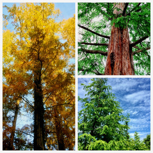 'Metasequoia' Dawn Redwood Tree