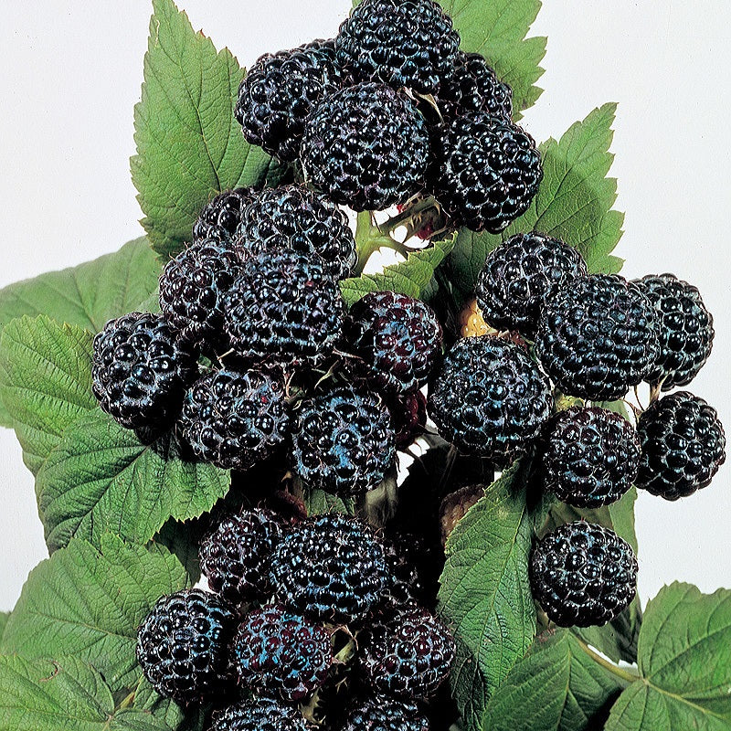 'Rubus' Bristol Black Raspberry