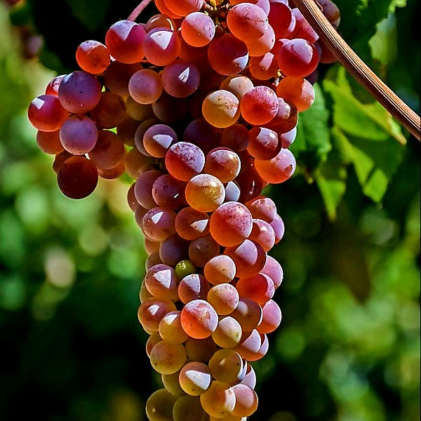 'Vitis' Somerset Cold Hardy Seedless Grape