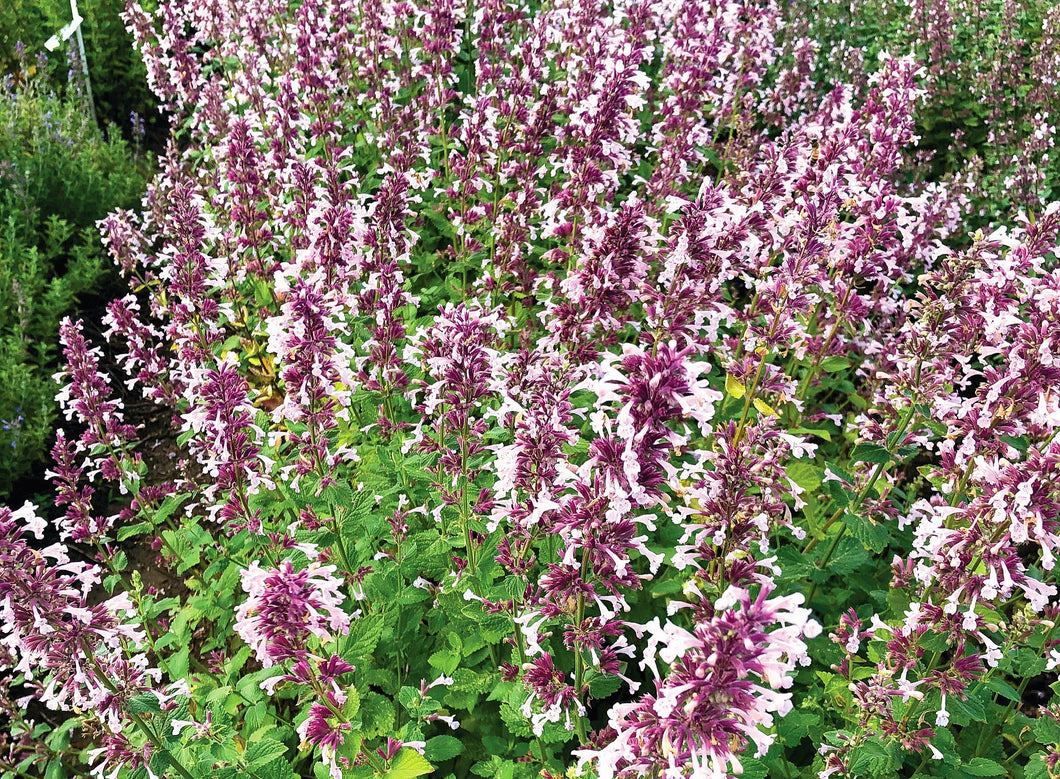 'Nepeta' Whispurr™ Pink Catmint