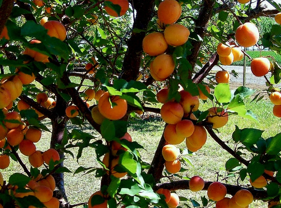 'Prunus' Scout Apricot Tree