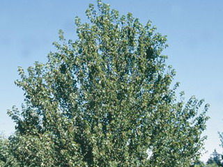 'Acer' Sienna Glen® Maple Tree