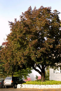 'Acer' Deborah Norway Maple Tree