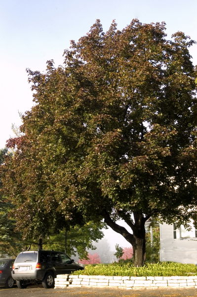 'Acer' Deborah Norway Maple Tree