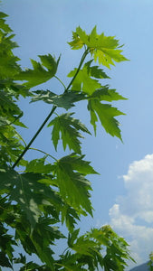 'Acer' Silver Queen Maple Tree