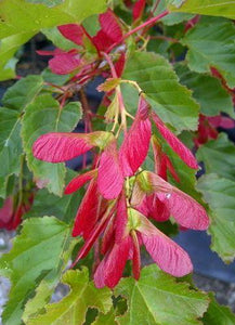 'Acer' Hot Wings Tatarian Maple Tree