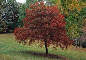 'Aesculus' Autumn Splendor Buckeye Tree