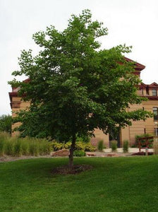 'Alnus' Prairie Horizon Manchurian Alder Tree