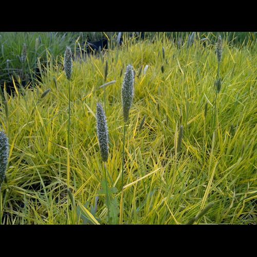 'Alopecurus' Gold Meadow Foxtail Grass