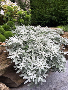 'Artemisia' Silver Brocade