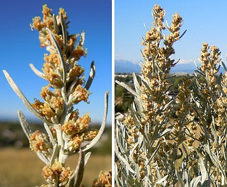 'Artemisia' Sagebrush