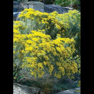 'Artemisia' Prairie Sage