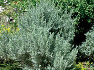 'Artemisia' Big Sagebush