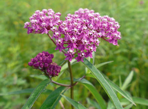'Asclepias' Rose Butterfly Weed