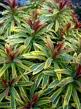 Load image into Gallery viewer, &#39;Euphorbia&#39; Ascot Rainbow Spurge
