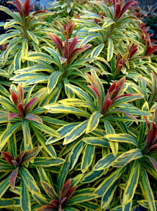 'Euphorbia' Ascot Rainbow Spurge