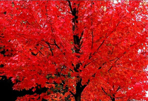'Acer' Autumn Blaze® Maple Tree