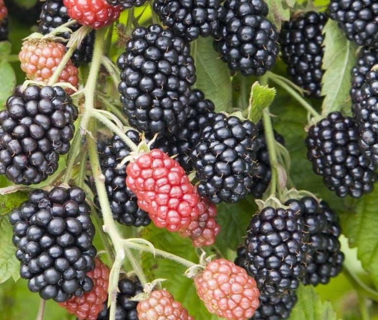 'Rubus' Baby Cakes™ Bushel and Berry® Thornless Blackberry