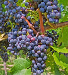 'Vitis' Beta Grape Vine