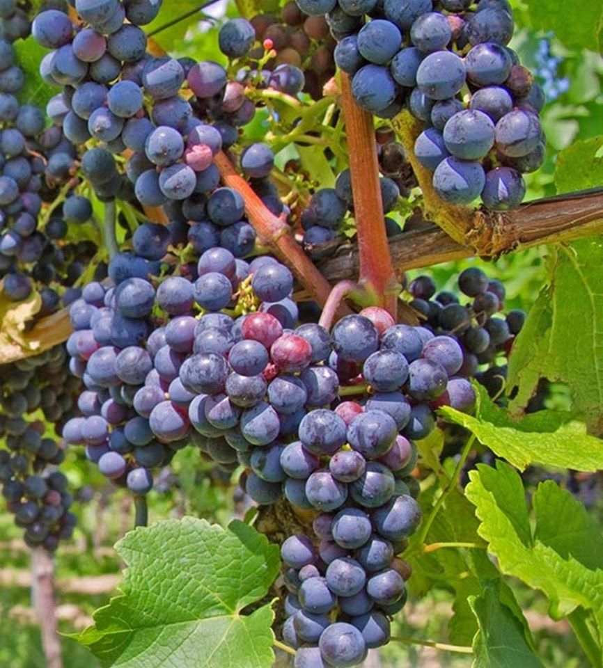 'Vitis' Beta Grape Vine