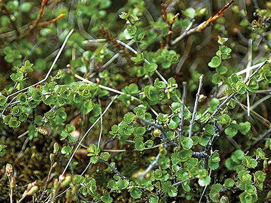 'Betula' Dwarf Arctic Birch