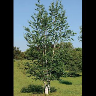 'Betula' Prairie Dream Paper Birch Tree