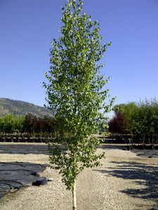 'Betula' Dakota Pinnacle™ Birch Tree