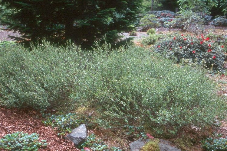 'Betula' Dwarf Bog Birch