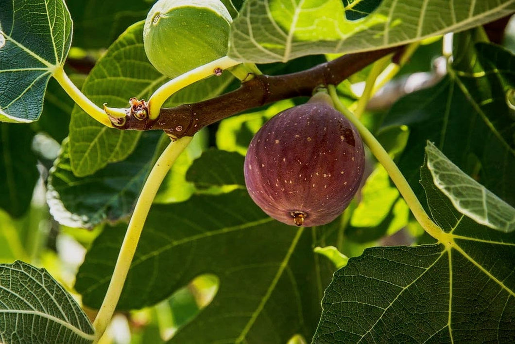'Ficus' Black Spanish Fig Tree