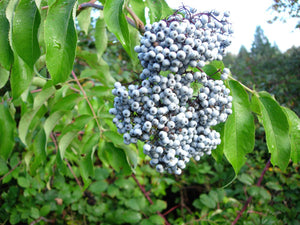 'Sambucus' Blue Elderberry